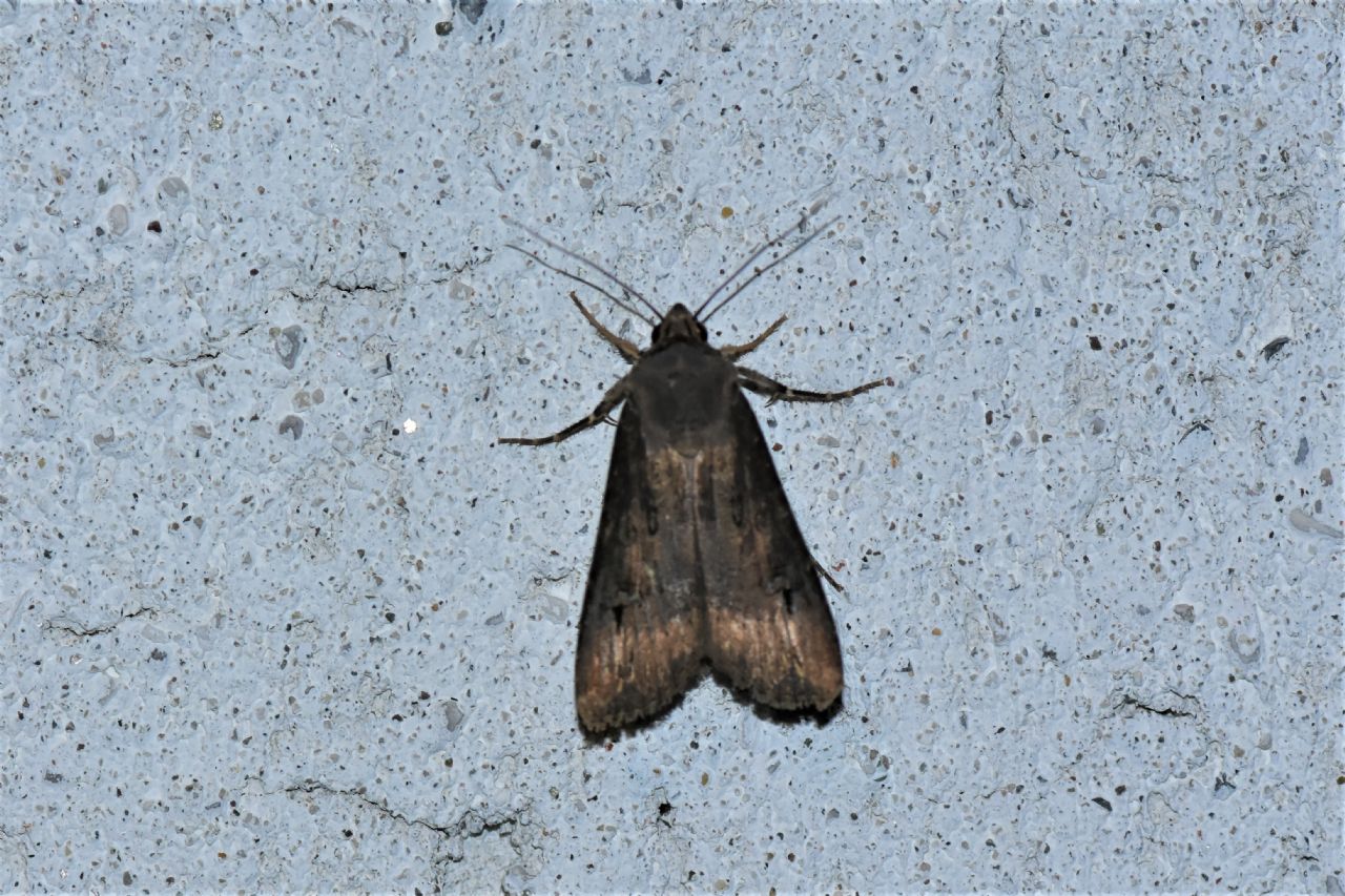 Agrotis ipsilon e Ceramica pisi - Noctuidae